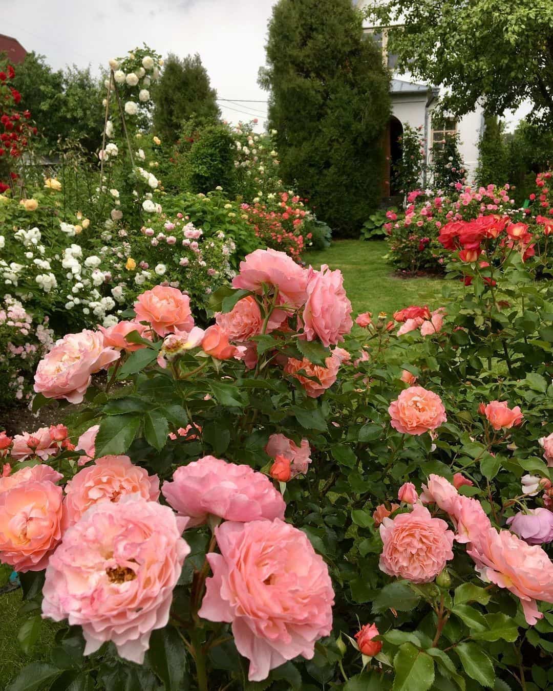 粉色淡雅精致的玫瑰花朵唯美图 英式粉玫瑰花园高清照片！_5