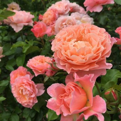 粉色淡雅精致的玫瑰花朵唯美图 英式粉玫瑰花园高清照片！