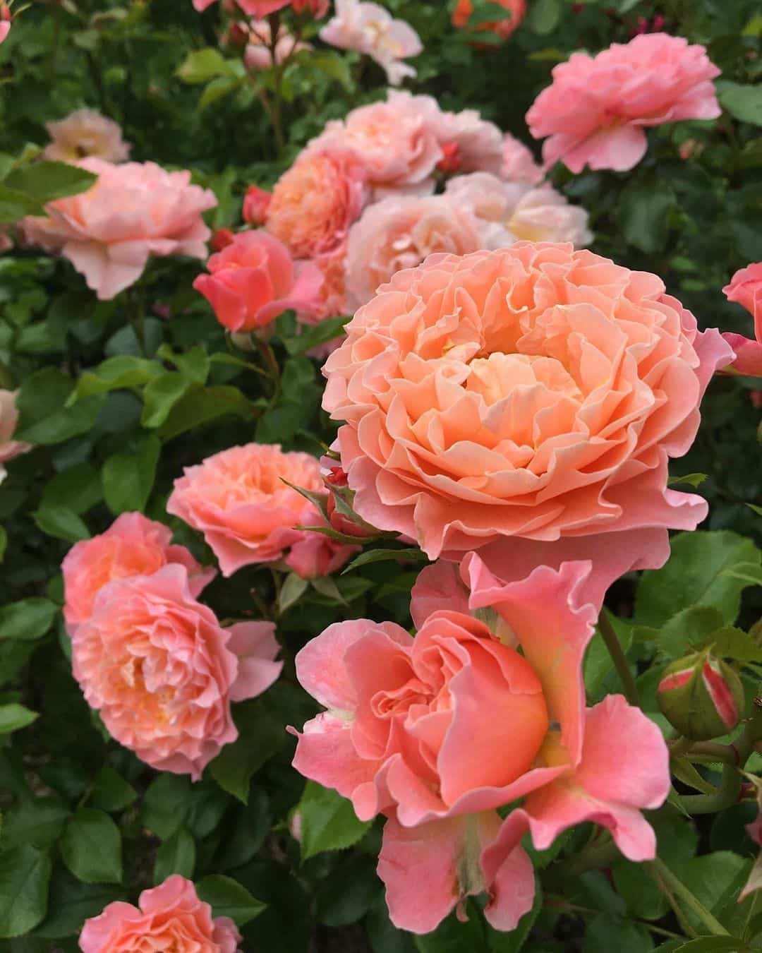 粉色淡雅精致的玫瑰花朵唯美图 英式粉玫瑰花园高清照片！_6
