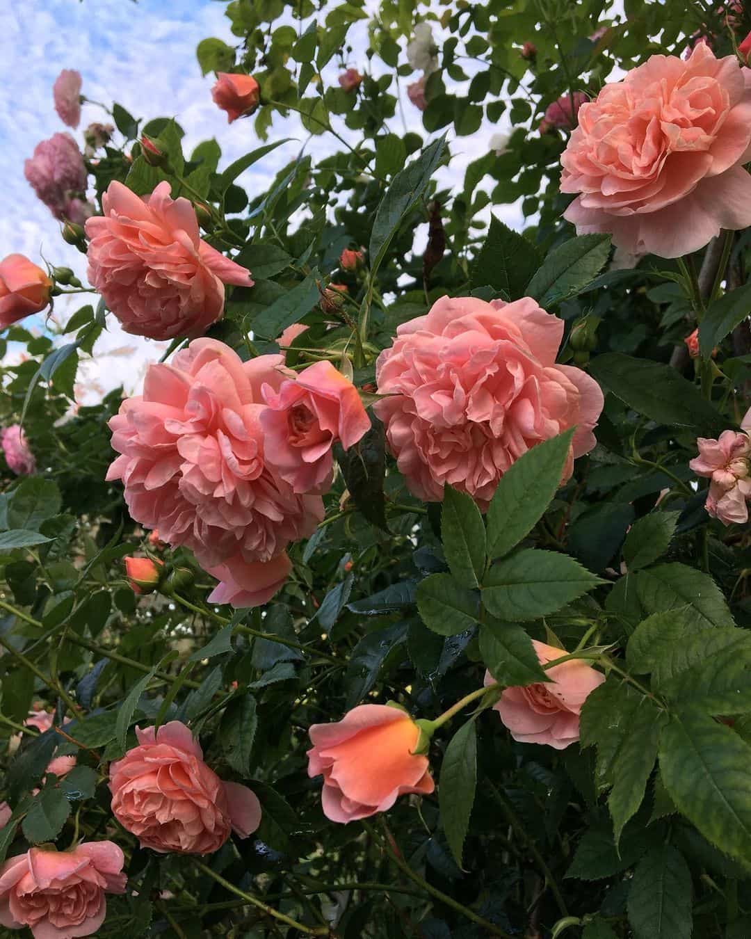 粉色淡雅精致的玫瑰花朵唯美图 英式粉玫瑰花园高清照片！_7
