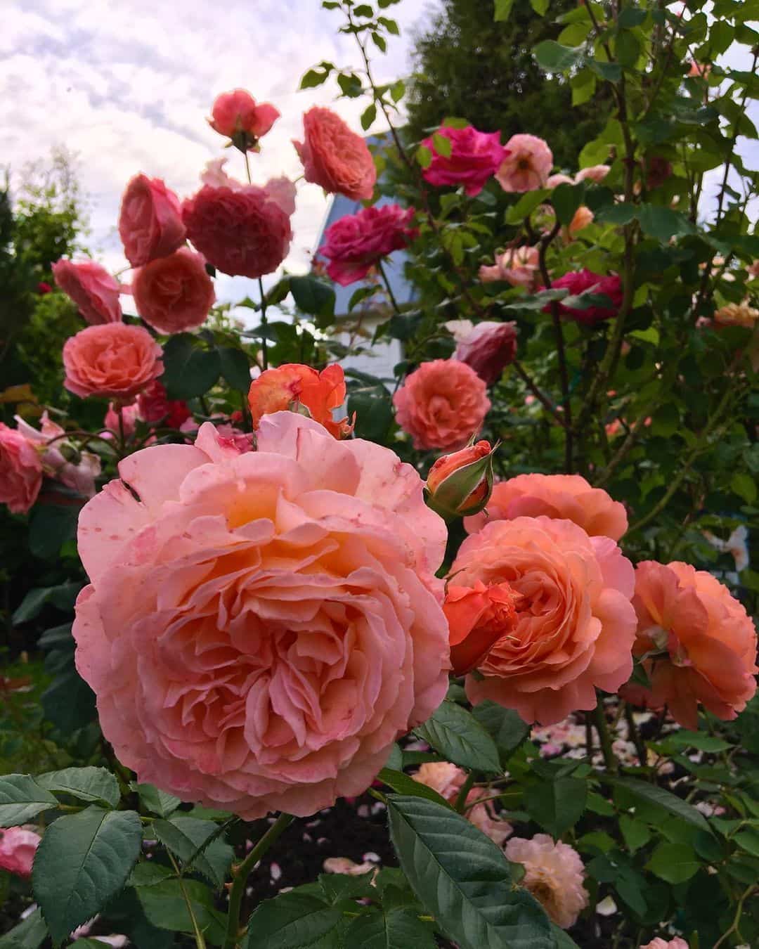 粉色淡雅精致的玫瑰花朵唯美图 英式粉玫瑰花园高清照片！_8