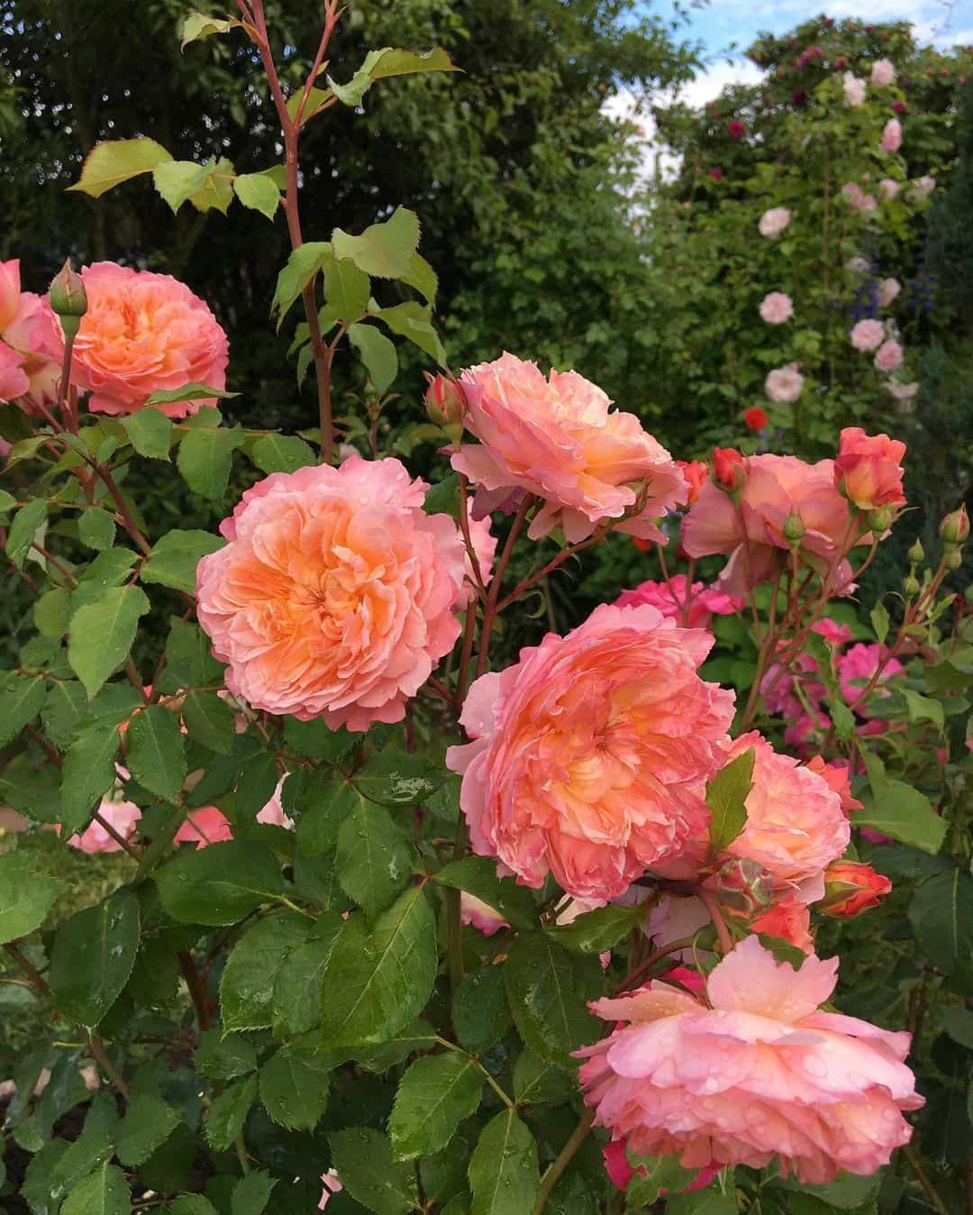 粉色淡雅精致的玫瑰花朵唯美图 英式粉玫瑰花园高清照片！_9