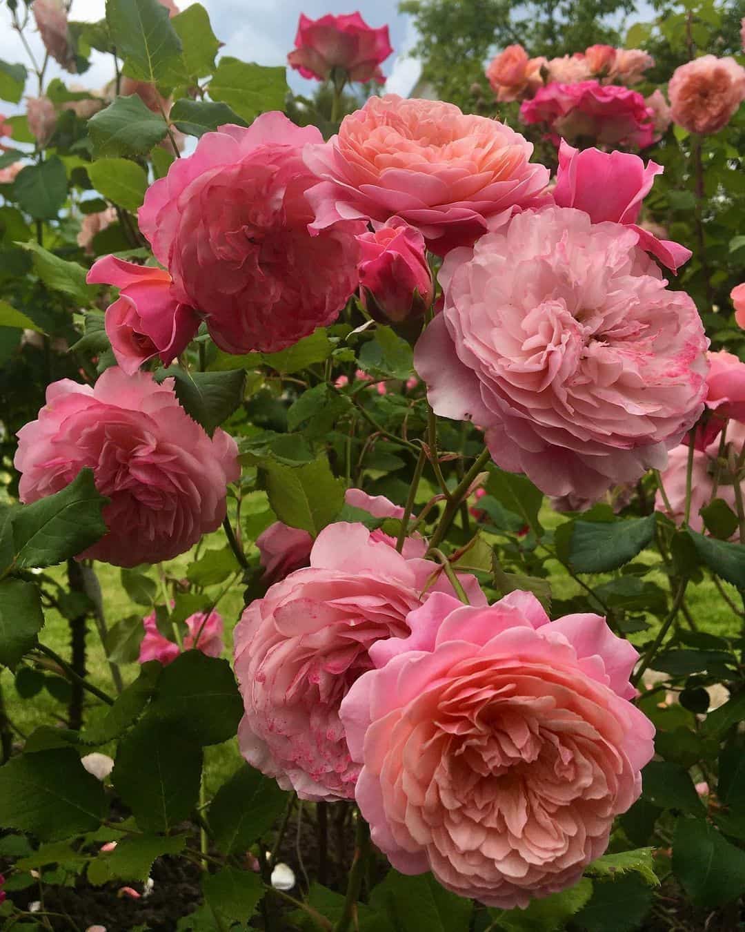 粉色淡雅精致的玫瑰花朵唯美图 英式粉玫瑰花园高清照片！_10