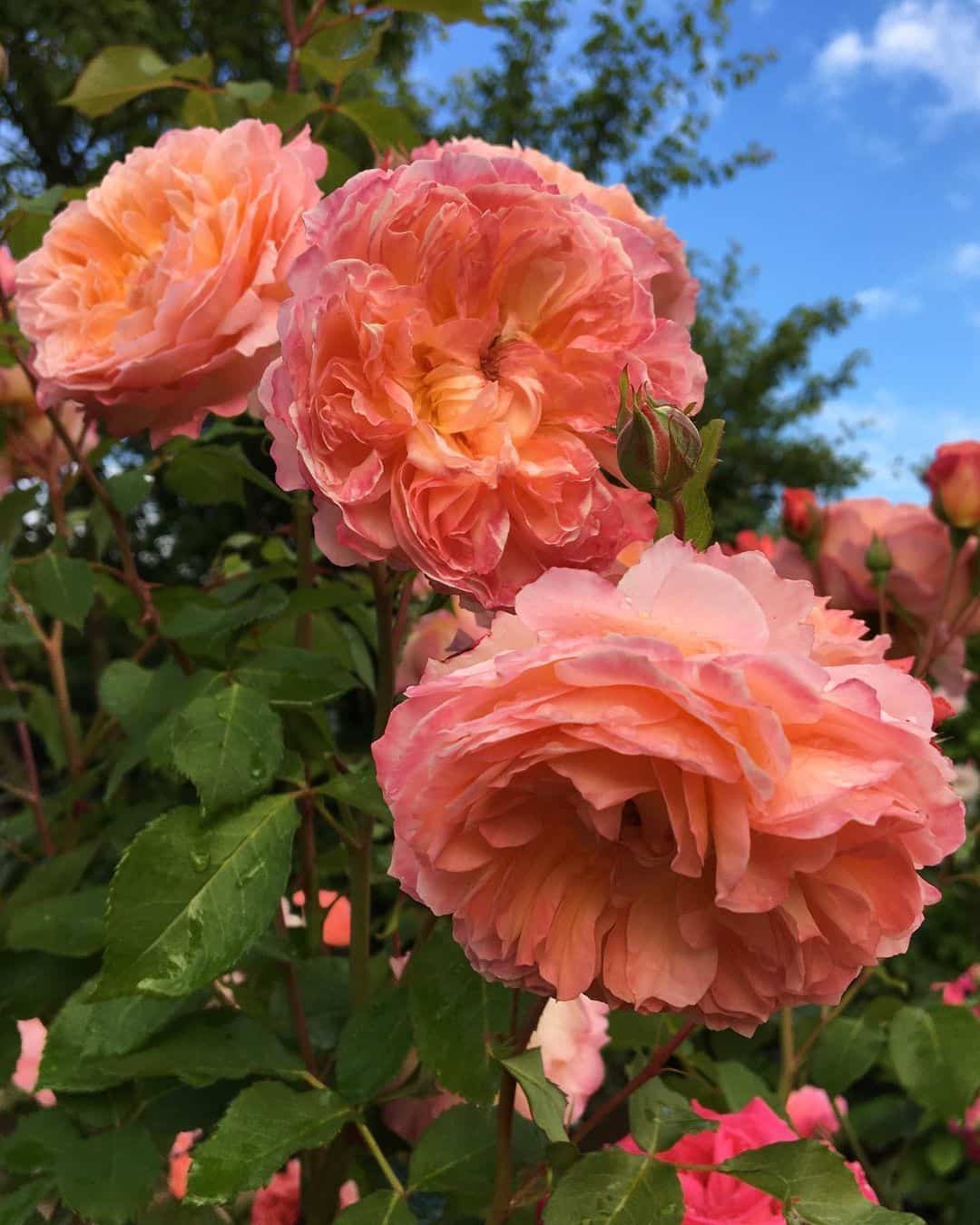 粉色淡雅精致的玫瑰花朵唯美图 英式粉玫瑰花园高清照片！_11
