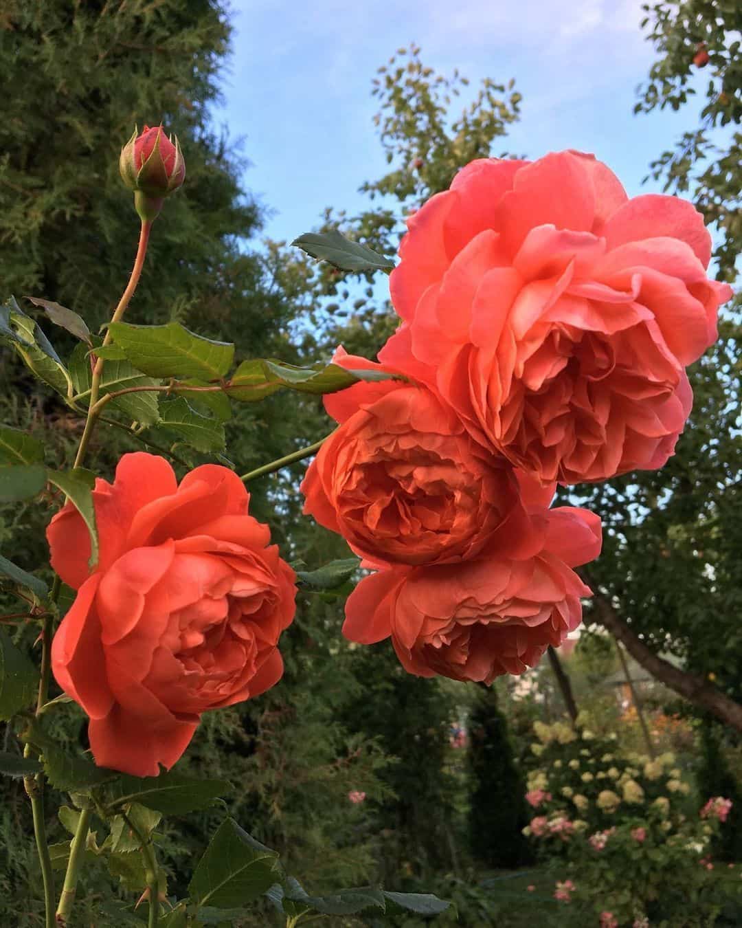 粉色淡雅精致的玫瑰花朵唯美图 英式粉玫瑰花园高清照片！_13