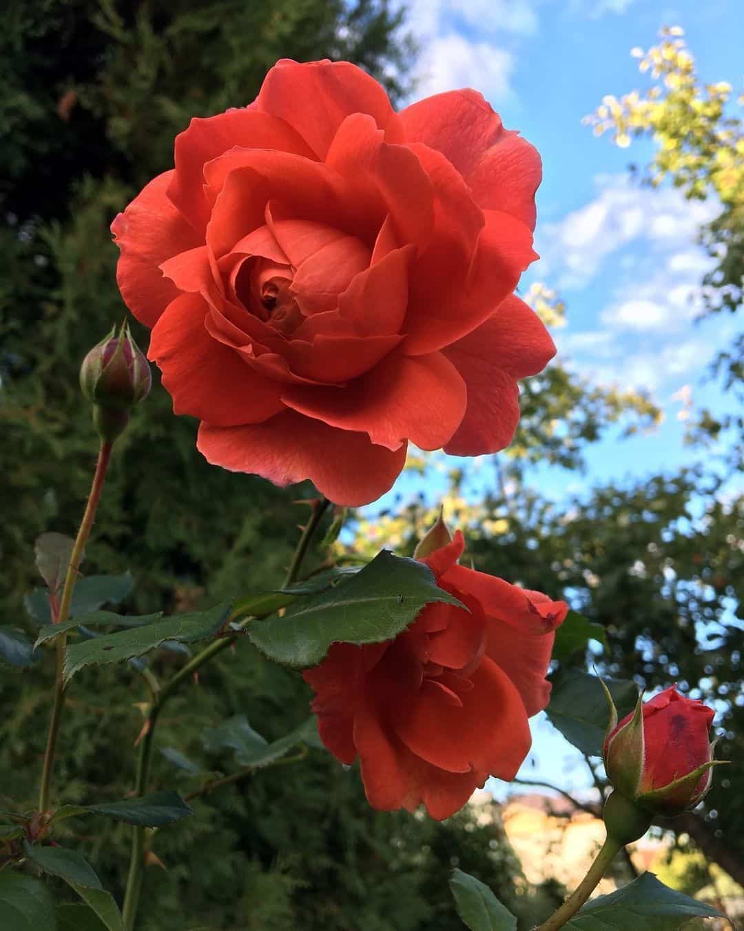 粉色淡雅精致的玫瑰花朵唯美图 英式粉玫瑰花园高清照片！_14