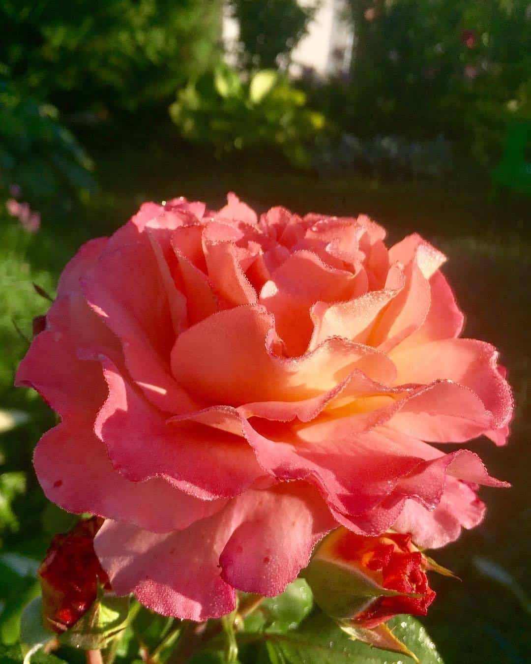 粉色淡雅精致的玫瑰花朵唯美图 英式粉玫瑰花园高清照片！_15