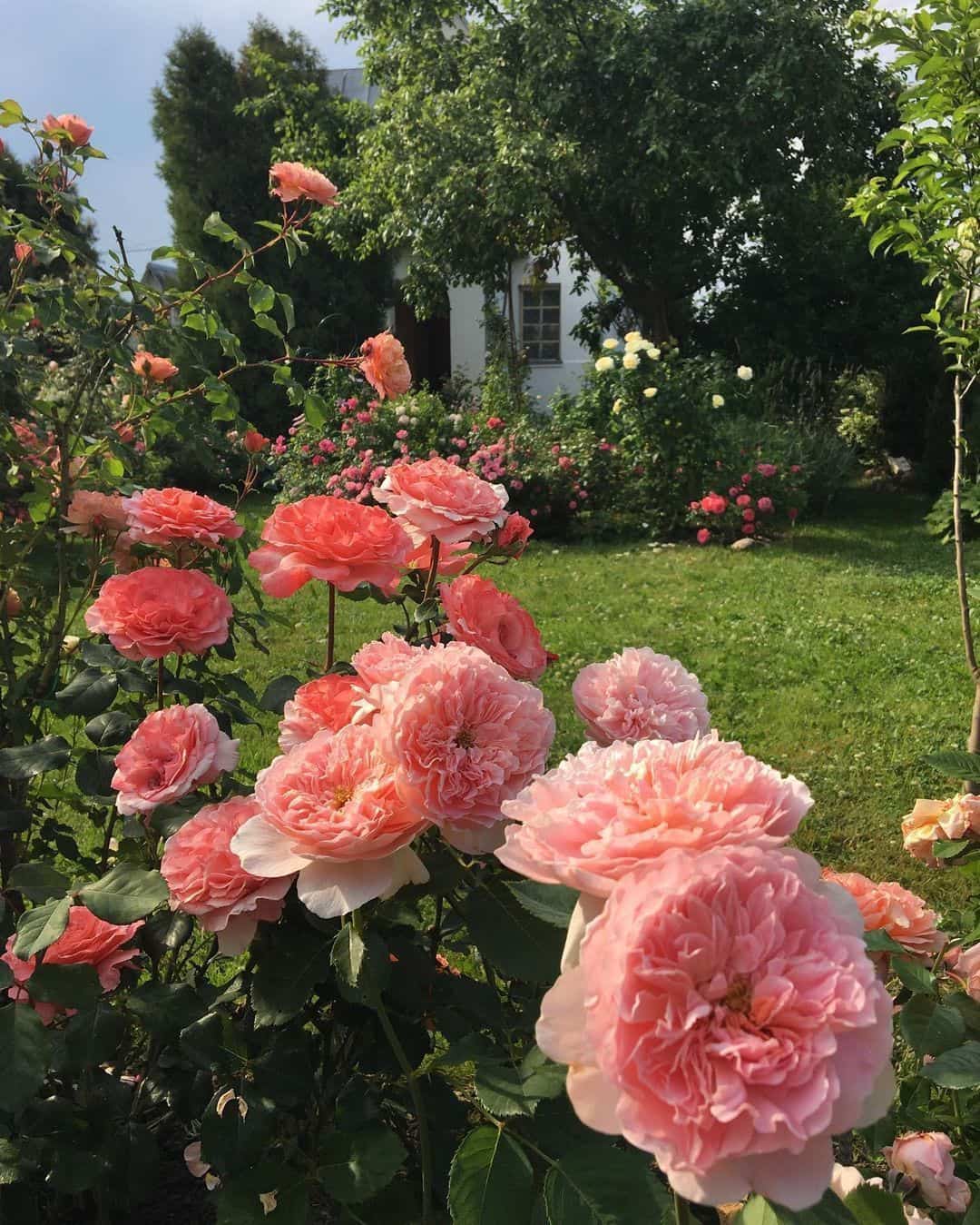 粉色淡雅精致的玫瑰花朵唯美图 英式粉玫瑰花园高清照片！_16
