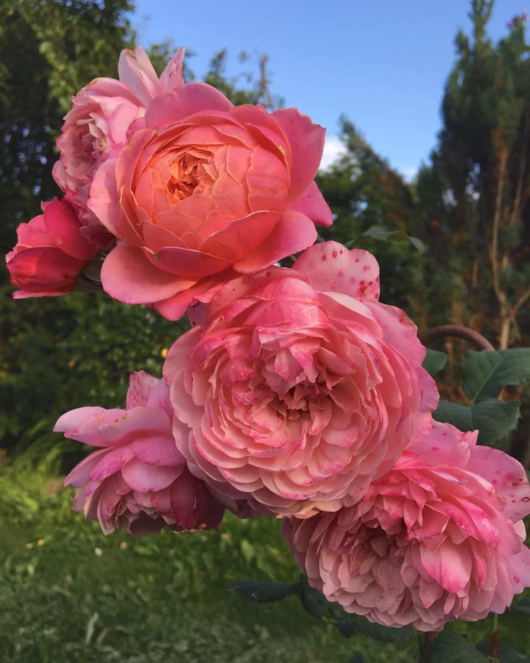 粉色淡雅精致的玫瑰花朵唯美图 英式粉玫瑰花园高清照片！_18