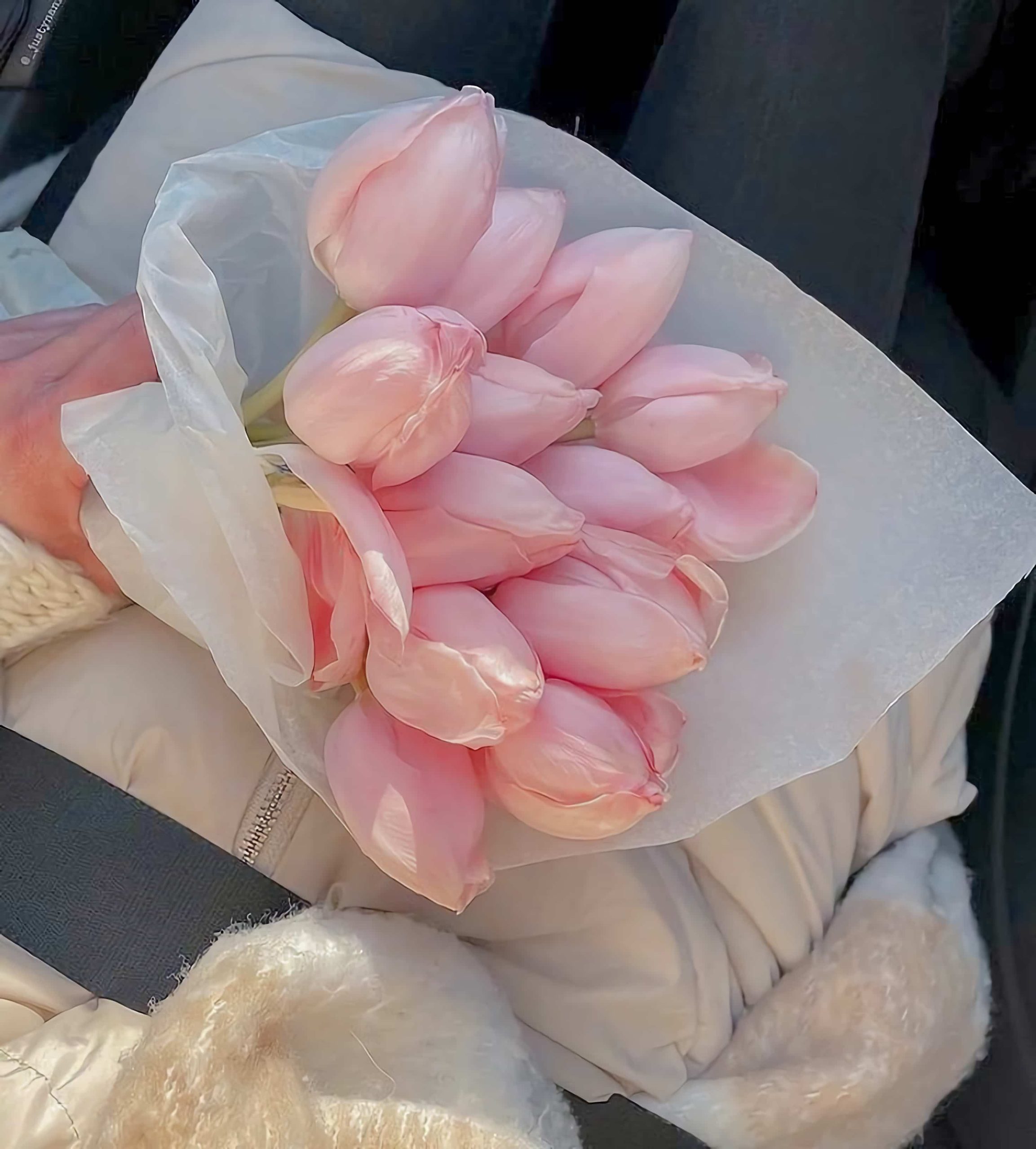 粉色郁金香真实照片 朋友圈发春天花朵绝美配图_1