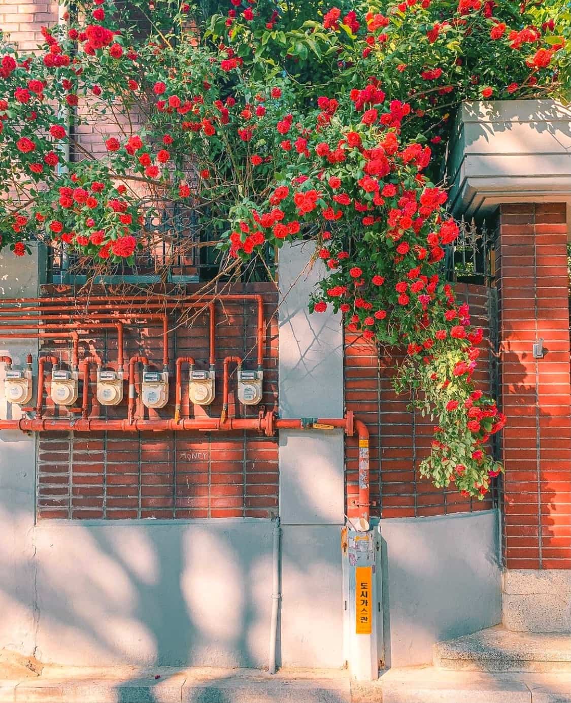 街边伸出墙外的玫瑰花丛 朋友圈唯美鲜花配图_4