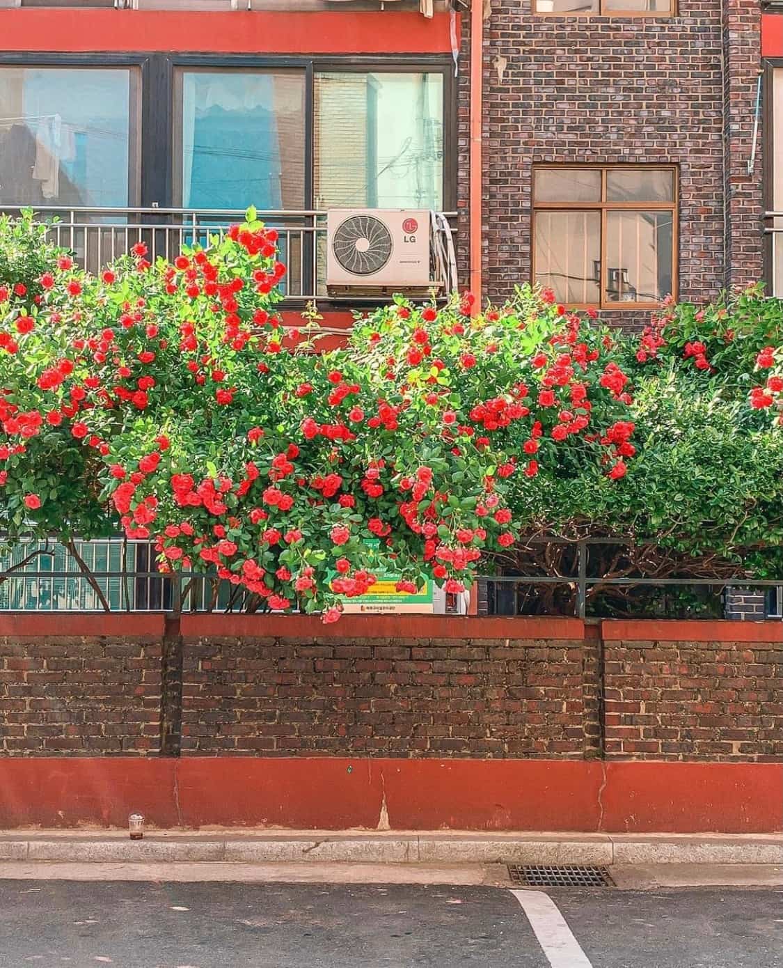 街边伸出墙外的玫瑰花丛 朋友圈唯美鲜花配图_5