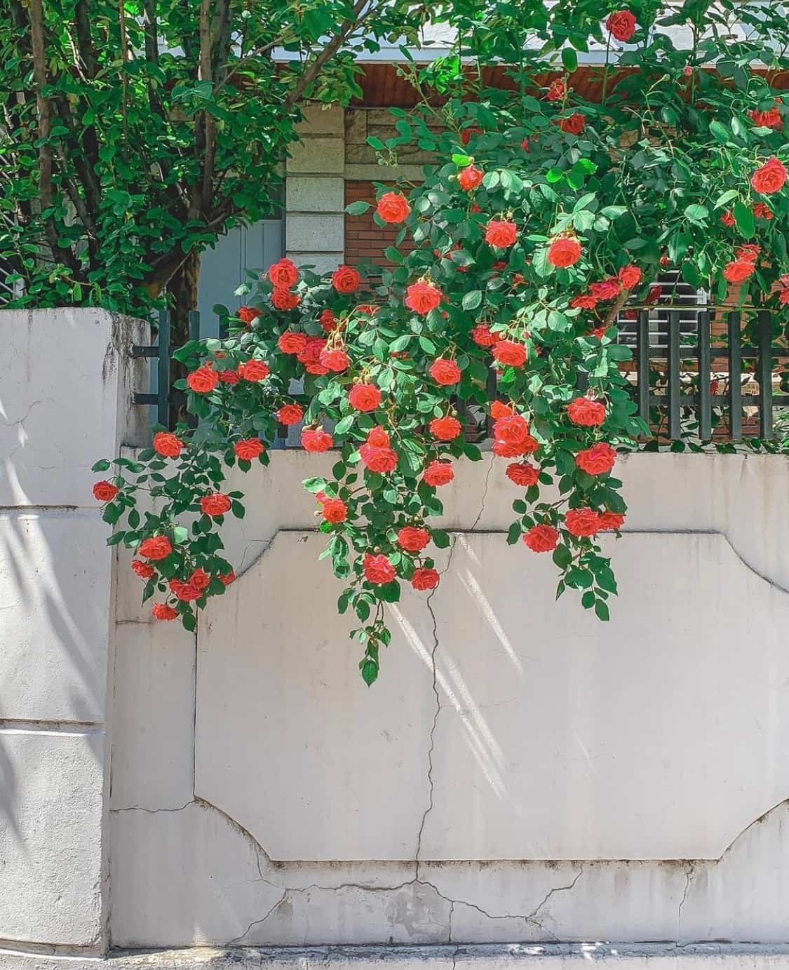 街边伸出墙外的玫瑰花丛 朋友圈唯美鲜花配图_7