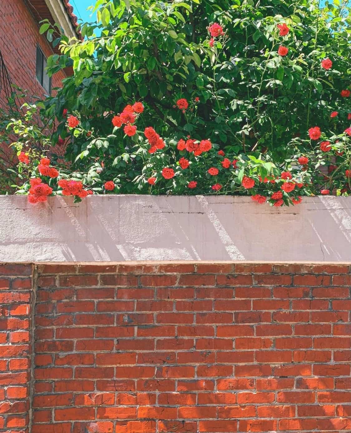 街边伸出墙外的玫瑰花丛 朋友圈唯美鲜花配图_8