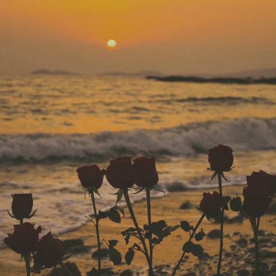 傍晚伤感微信朋友圈唯美配图 夕阳下海边的红玫瑰实拍照片