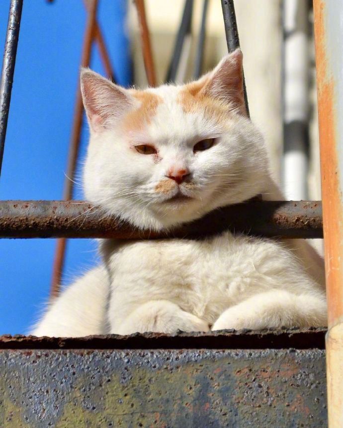 胖猫咪晒太阳打盹 春困的猫高清图片_2