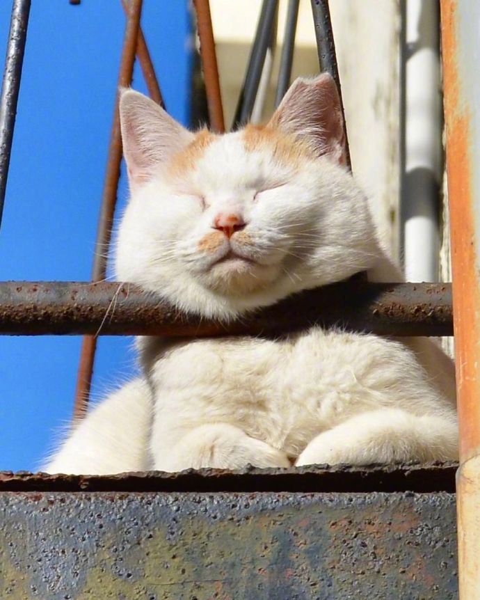胖猫咪晒太阳打盹 春困的猫高清图片_3