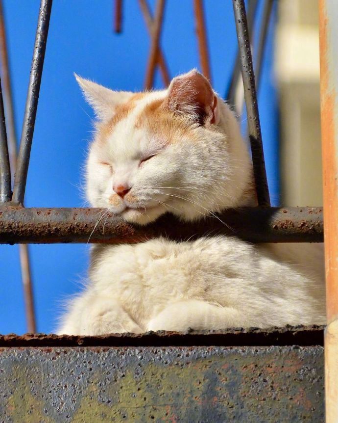 胖猫咪晒太阳打盹 春困的猫高清图片_4