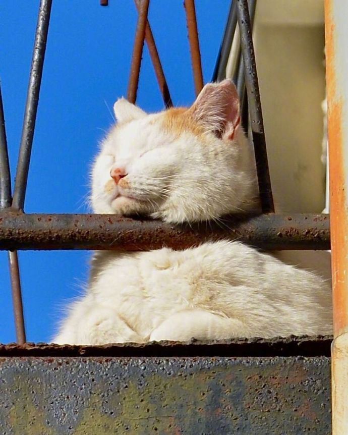 胖猫咪晒太阳打盹 春困的猫高清图片_5