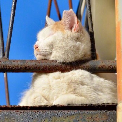 胖猫咪晒太阳打盹 春困的猫高清图片