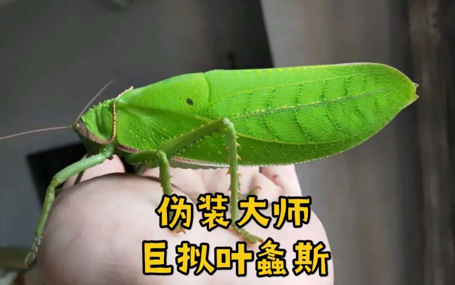 最大蝈蝈巨拟叶螽图片-巨拟叶螽益虫还是害虫_1