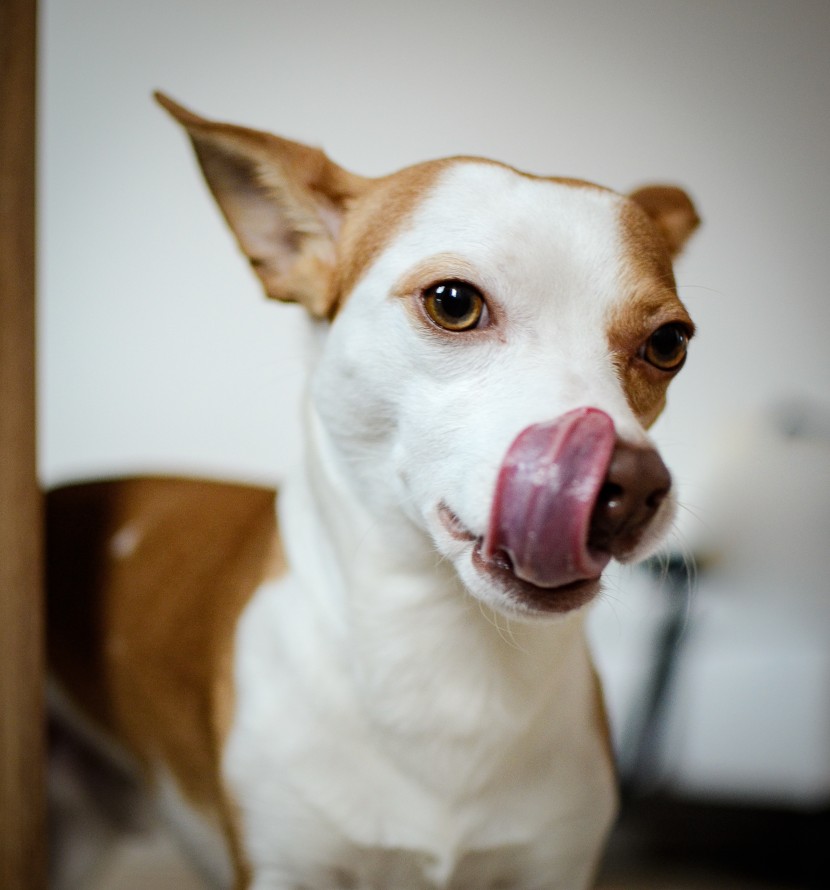 狗舔舌头图片可爱图片 小狗的舌头图片_8