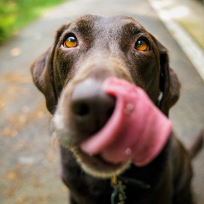 狗舔舌头图片可爱图片 小狗的舌头图片