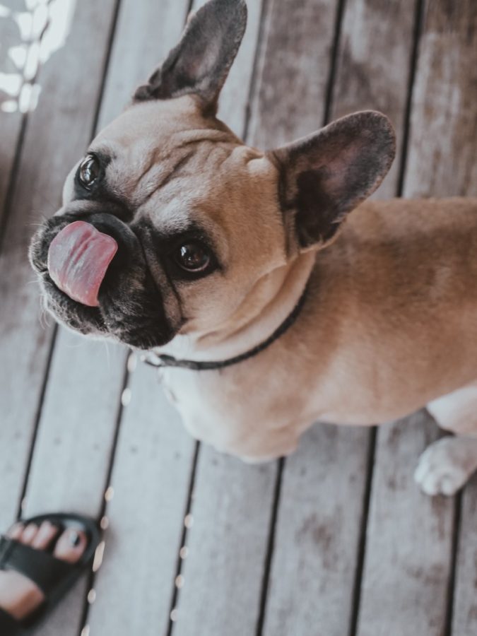 狗舔舌头图片可爱图片 小狗的舌头图片_11