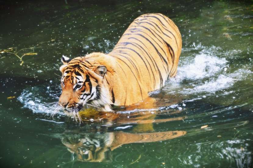 老虎戏水游泳图片 是不是所有的老虎都会游泳？_1