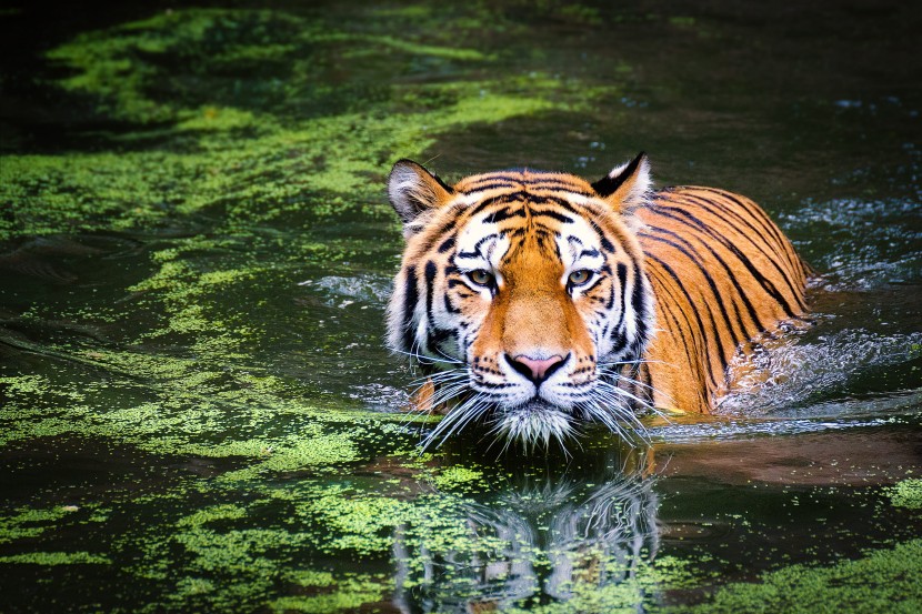 老虎戏水游泳图片 是不是所有的老虎都会游泳？_2