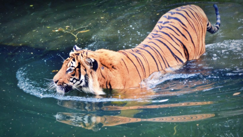 老虎戏水游泳图片 是不是所有的老虎都会游泳？_3