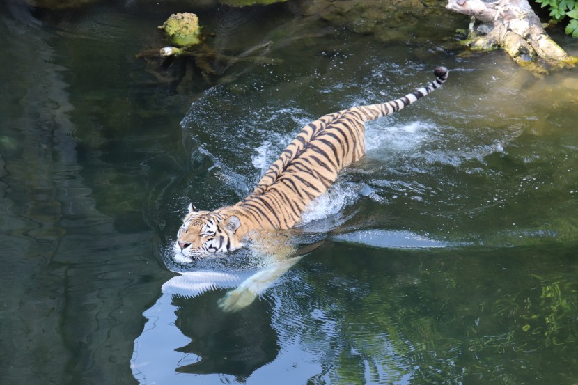 老虎戏水游泳图片 是不是所有的老虎都会游泳？_4