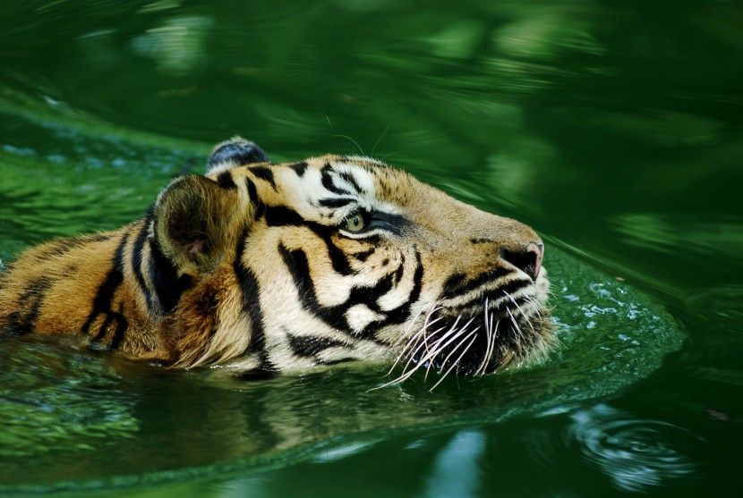 老虎戏水游泳图片 是不是所有的老虎都会游泳？_5