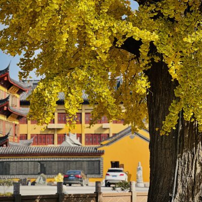上海报国寺1800多年银杏树唯美图