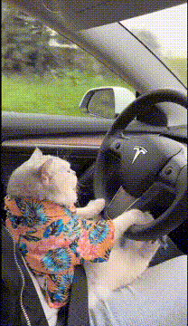 猫咪开特斯拉上高速，猫咪开车搞笑gif图_1