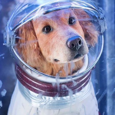 银河护卫队金毛科斯莫 戴头盔的太空狗狗图片