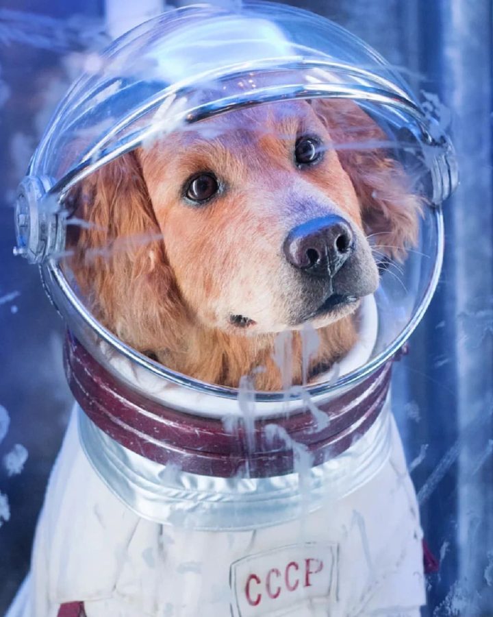 银河护卫队金毛科斯莫 戴头盔的太空狗狗图片_1
