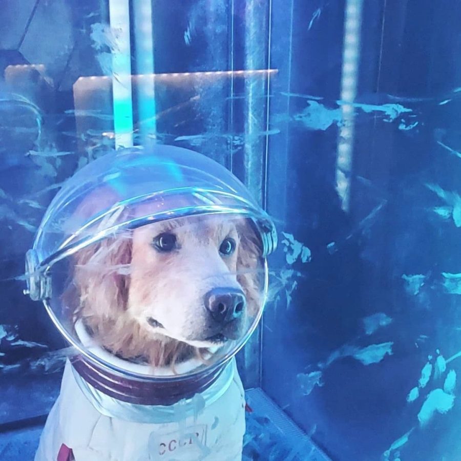银河护卫队金毛科斯莫 戴头盔的太空狗狗图片_2