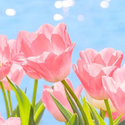 粉色郁金香鲜花微信头像高清图片