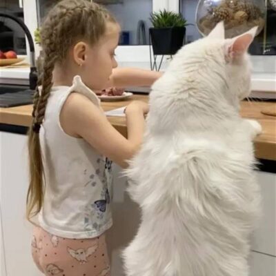 俄罗斯可能是世界最大的猫，和4岁儿童一样高！