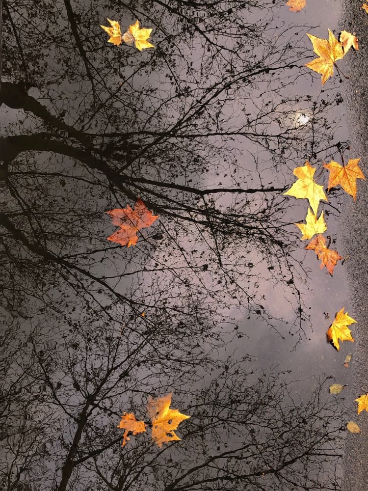 秋天落叶唯美图片真实，秋叶飘落唯美图片_8
