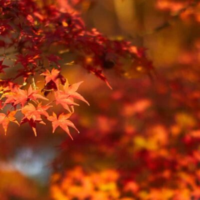高清超好看的红色枫叶风景头像 老派微信头像图片