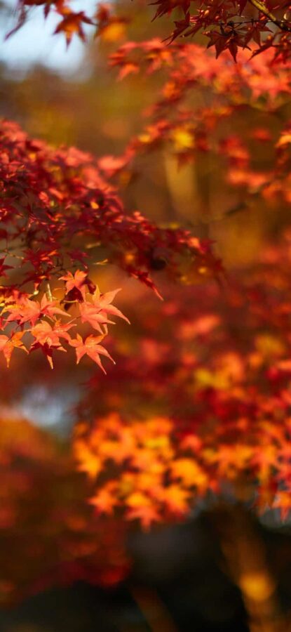 高清超好看的红色枫叶风景头像 老派微信头像图片_5