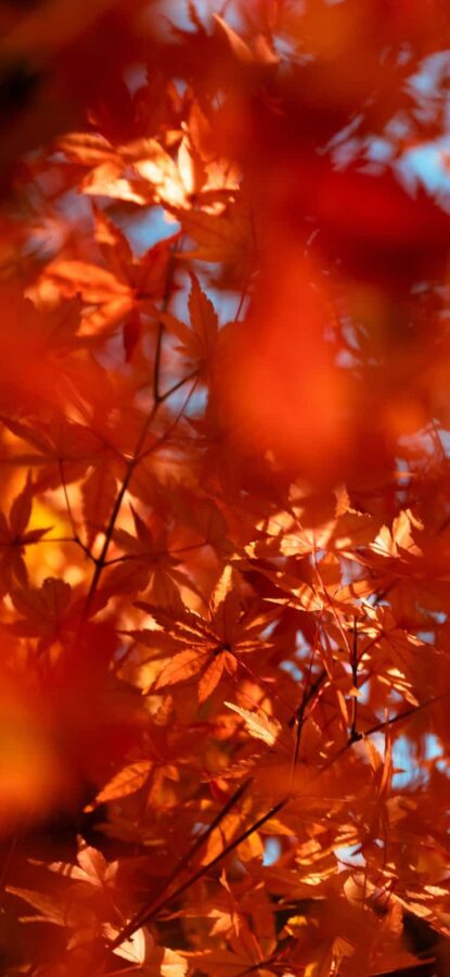 高清超好看的红色枫叶风景头像 老派微信头像图片_12