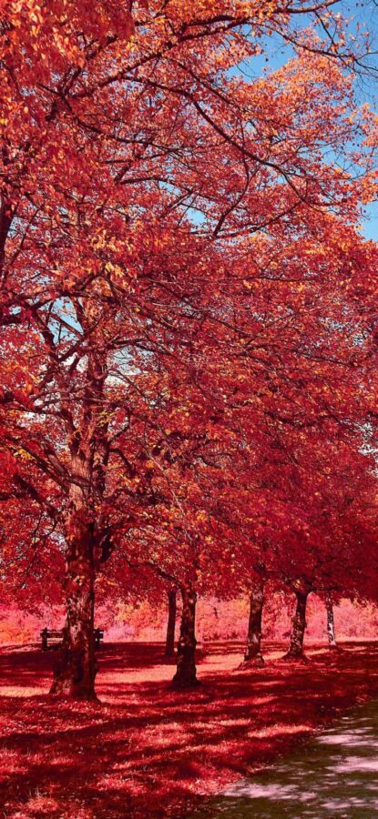 高清超好看的红色枫叶风景头像 老派微信头像图片_14