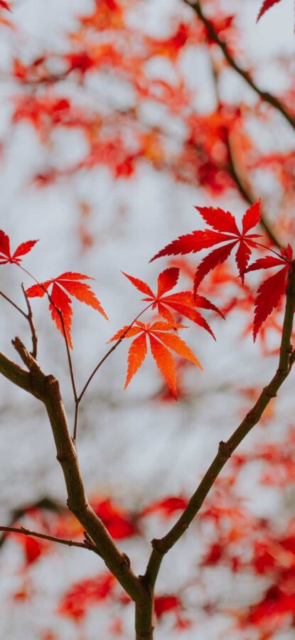 高清超好看的红色枫叶风景头像 老派微信头像图片_16