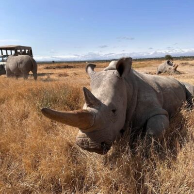 世界珍稀动物仅剩一只的白犀牛图片