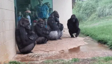 美国动物园躲雨大猩猩搞笑图片_3
