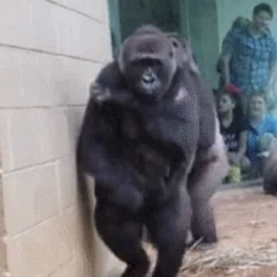 美国动物园躲雨大猩猩搞笑图片