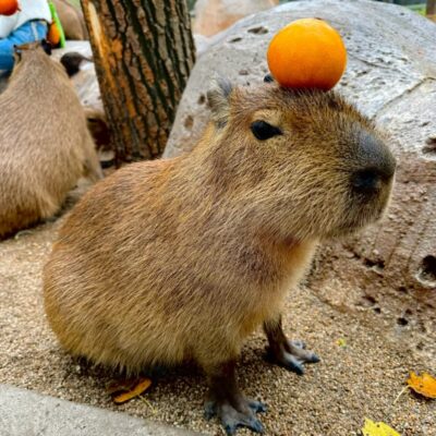 capybara卡皮巴拉水豚萌宠图片